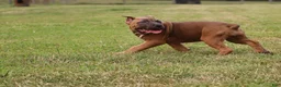 Cane Corso dogs for sale: Andromeda  - Ad 4