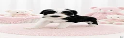 Sheepadoodle dogs for sale: Jax💙SheepaDoodle - Ad 23