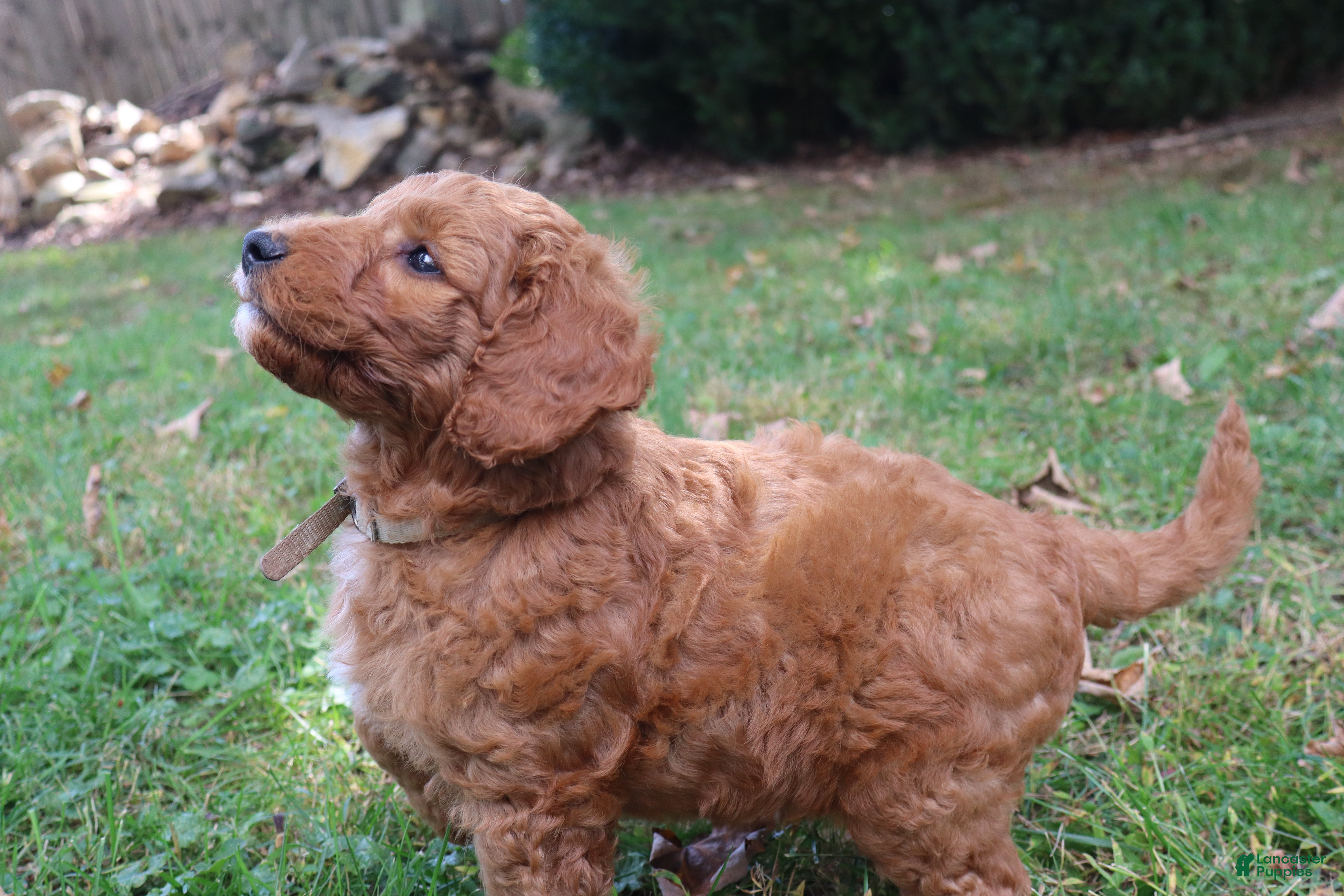 Mini Goldendoodle dogs Ginger - Ad 2
