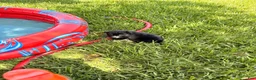 Mixed Breed dogs for sale: Jillian - Ad 6