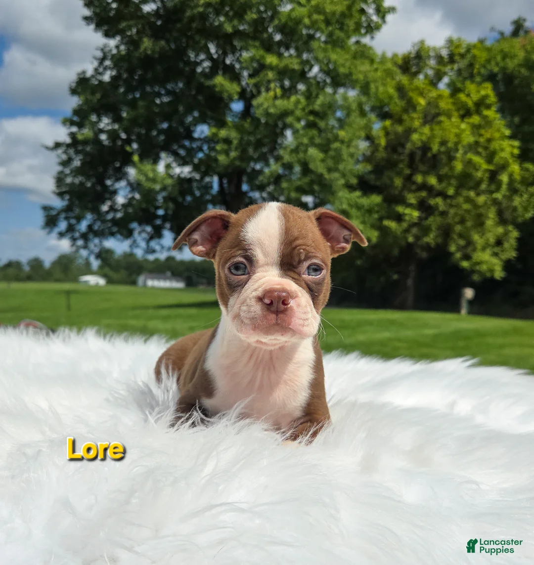 Boston Terrier dogs for sale: Lore  - Ad 6