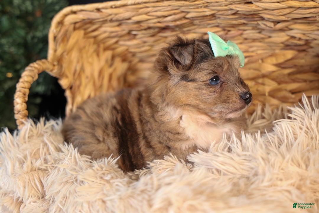 Mini Aussiedoodle dogs for sale: Gunner - Ad 25