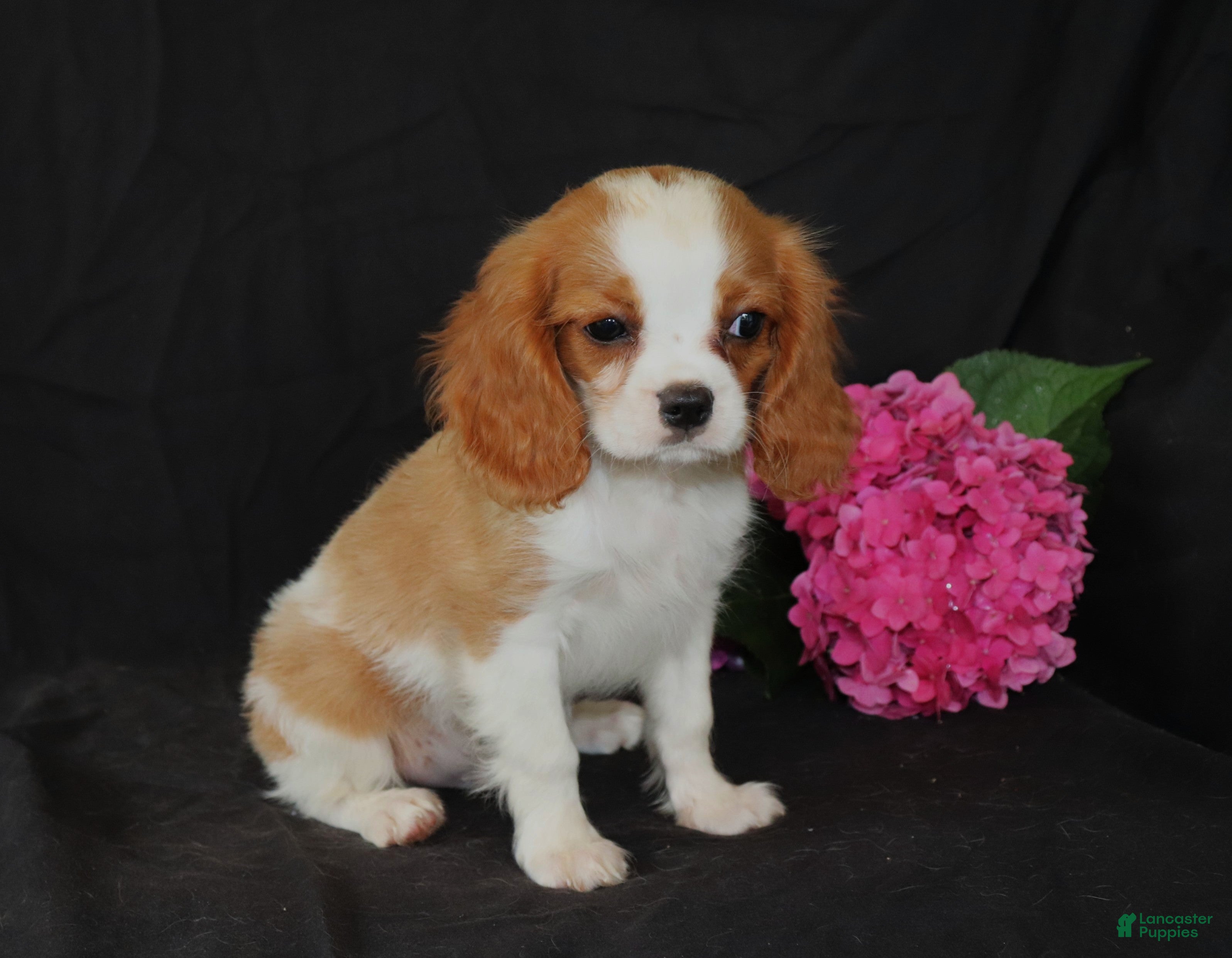 Cavalier King Charles Spaniel dogs Paul - Ad 1