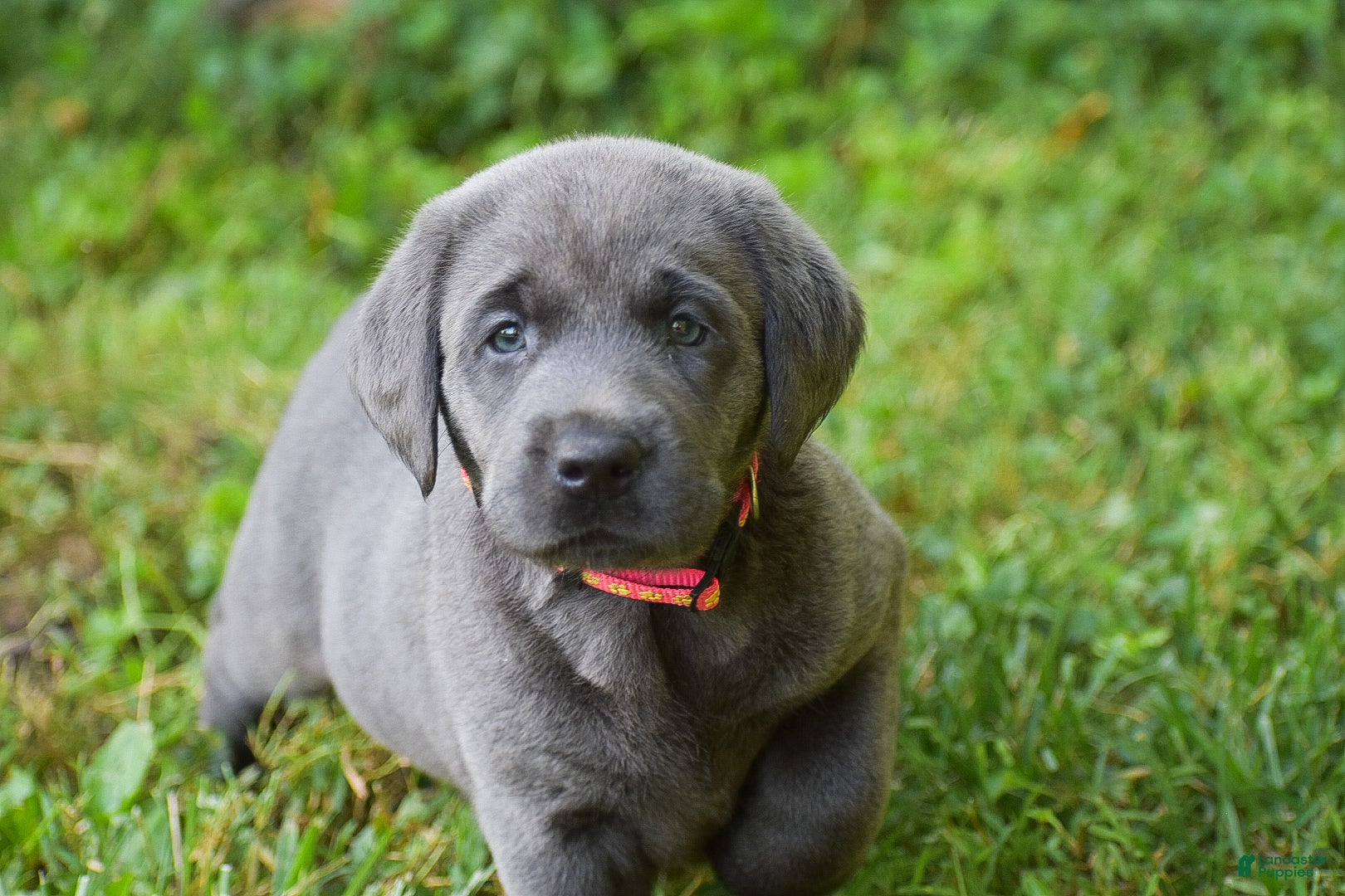 Labrador Retriever dogs Meadow - Ad 1