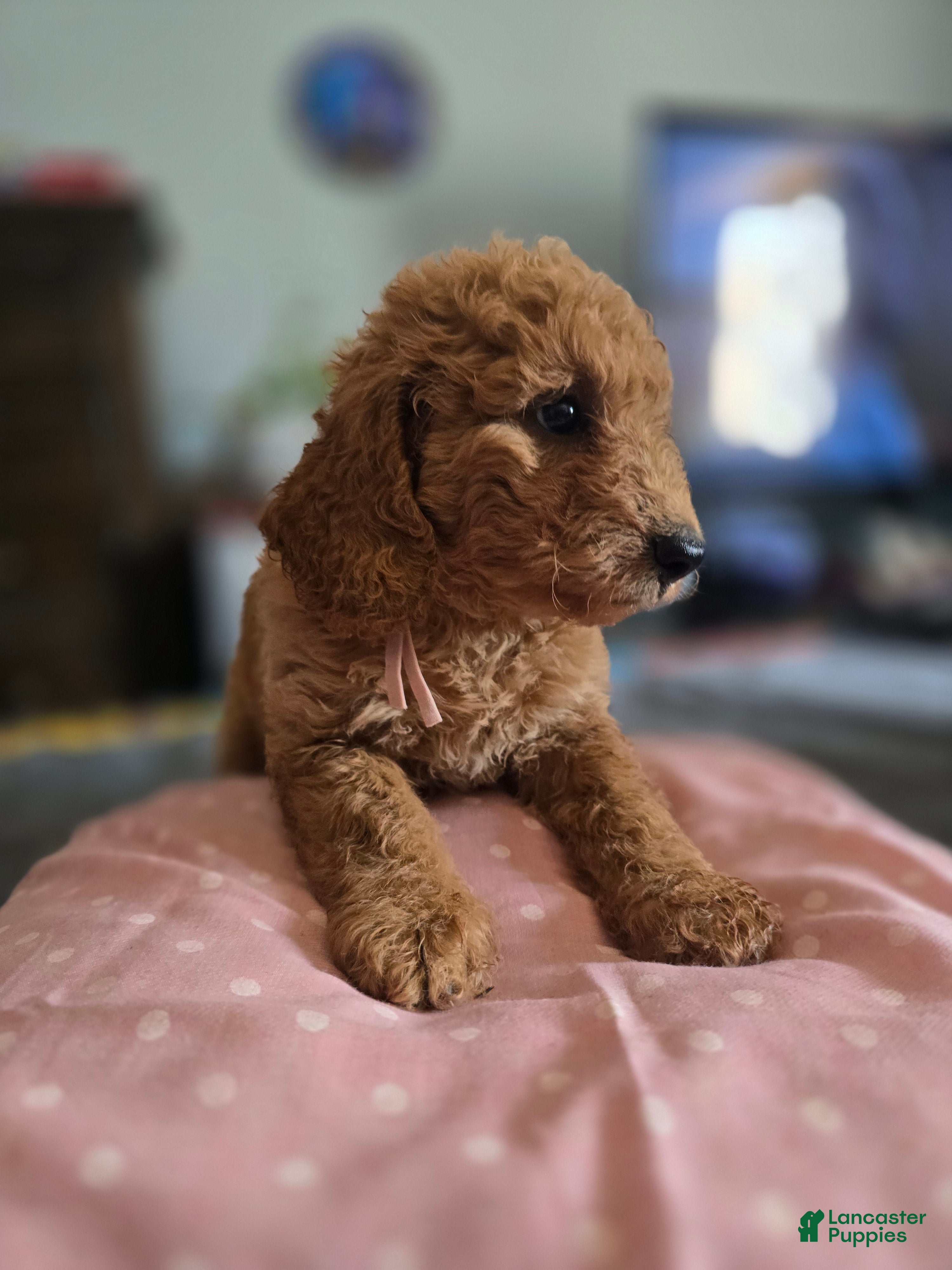 Goldendoodle dogs for sale: Cindy - Ad 34