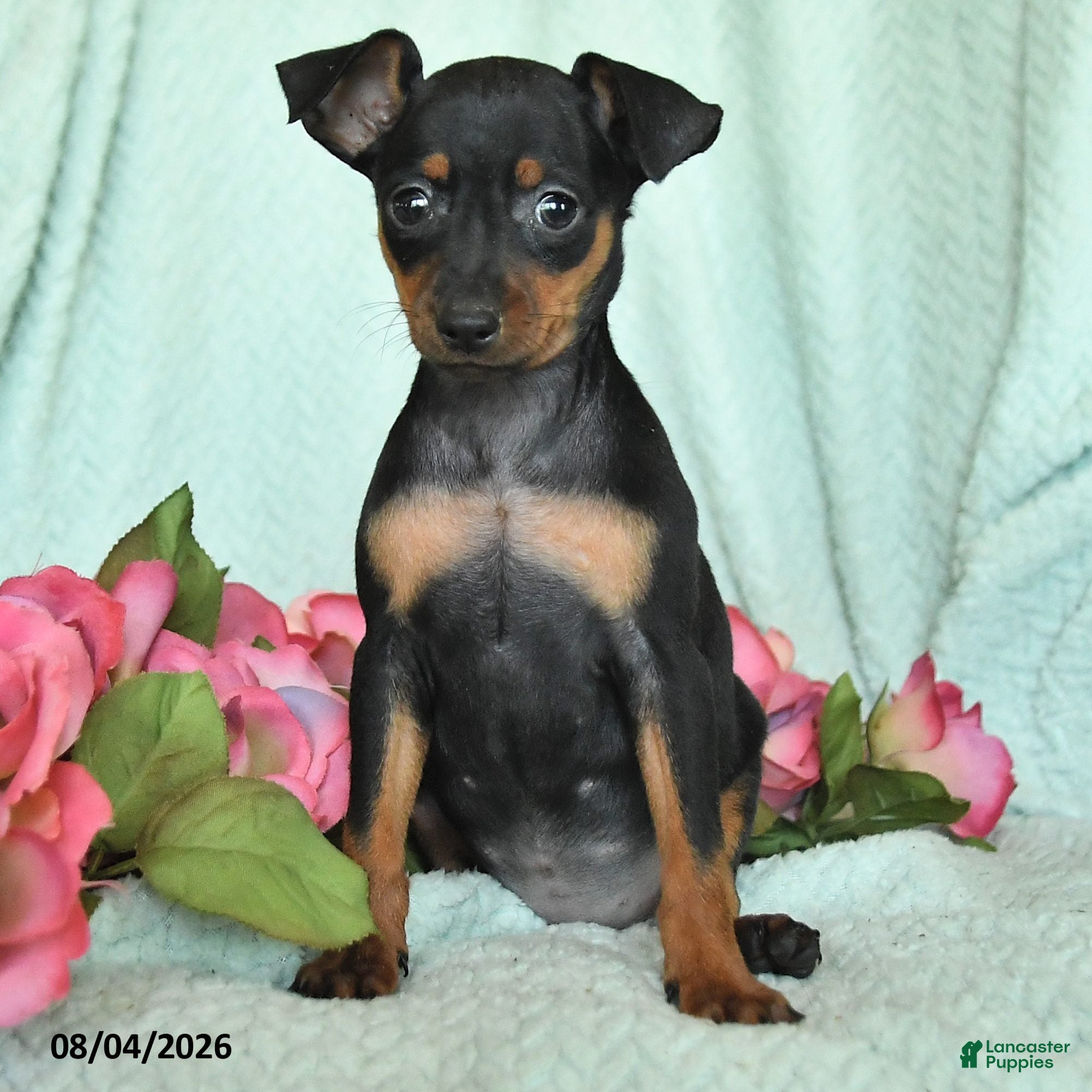 Miniature Pinscher dogs Nora - Ad 2
