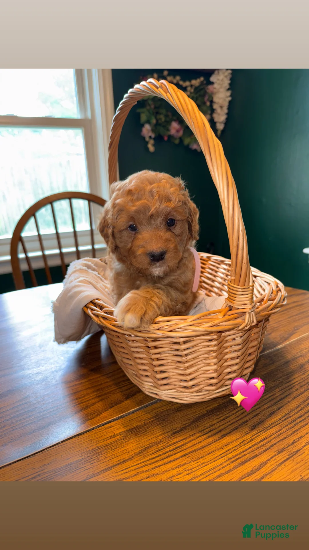 Mixed Breed dogs for sale: Girl 1 - Ad 1