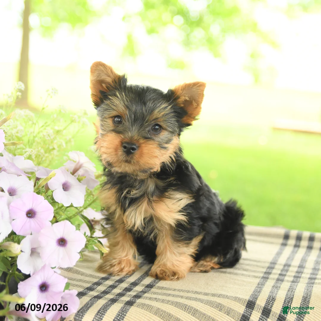 Yorkshire Terrier dogs for sale: Chocolate - Ad 1