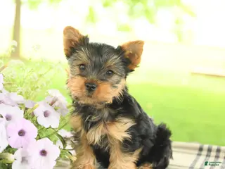 Yorkshire Terrier dogs for sale: Chocolate - Ad 4