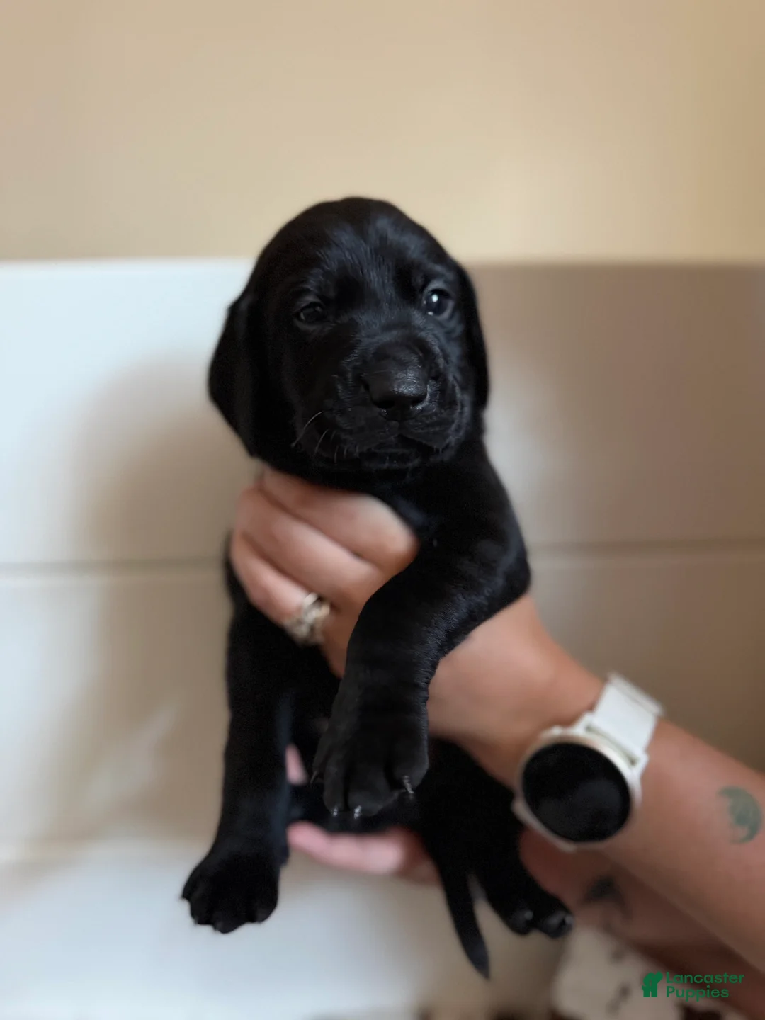 Mixed Breed dogs for sale: Mixed Breed 6 - Ad 2