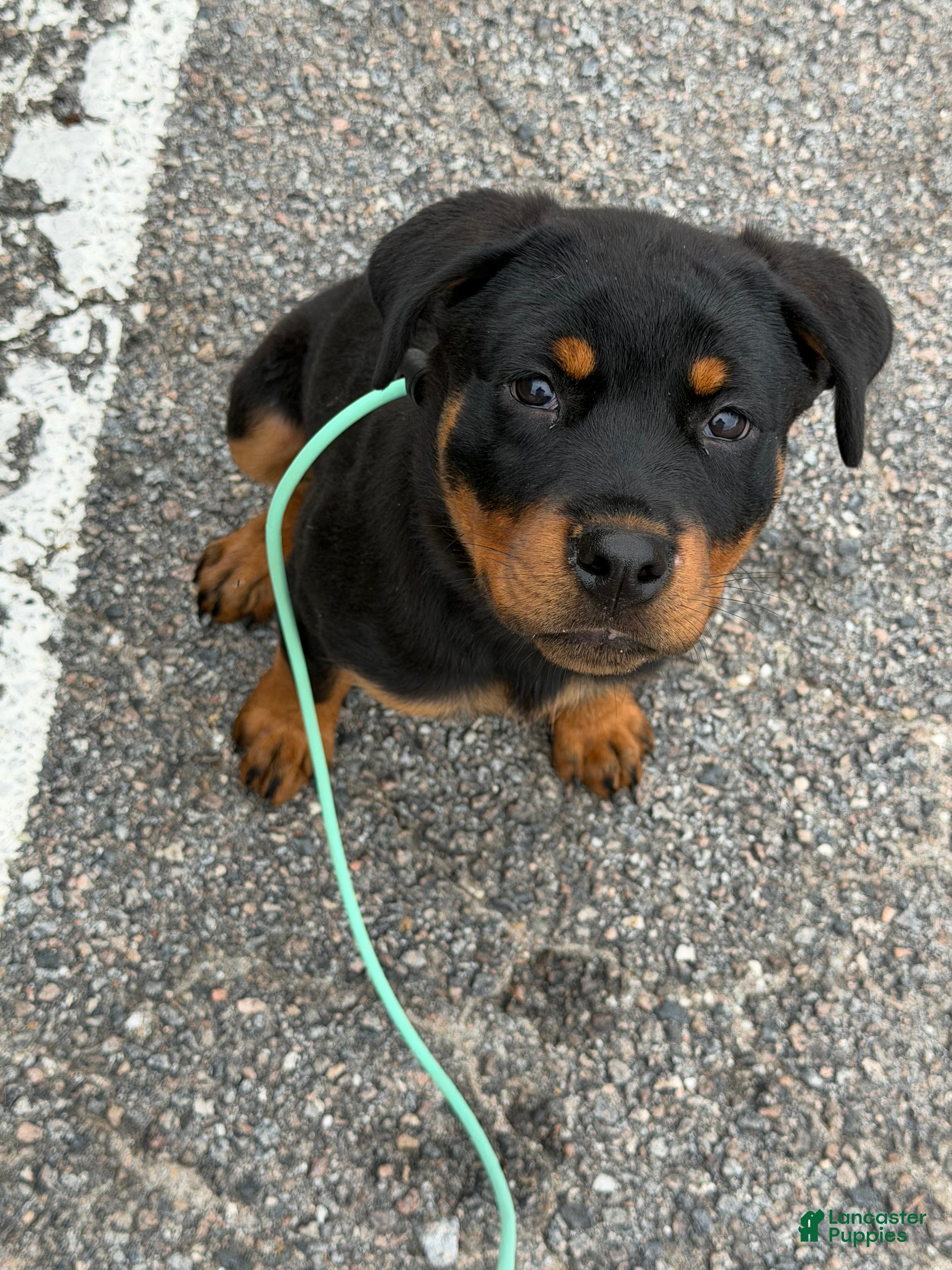 Rottweiler dogs Rottweiler 1 - Ad 9