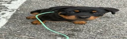 Rottweiler dogs for sale: Rottweiler 1 - Ad 1