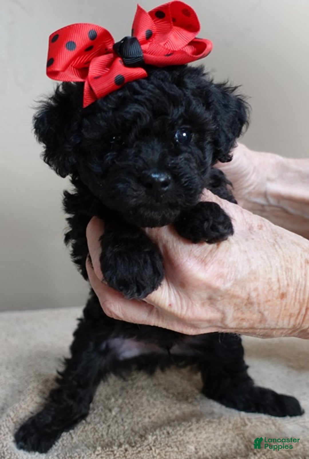 Toy Poodle dogs for sale: Kaida solid black - Ad 8