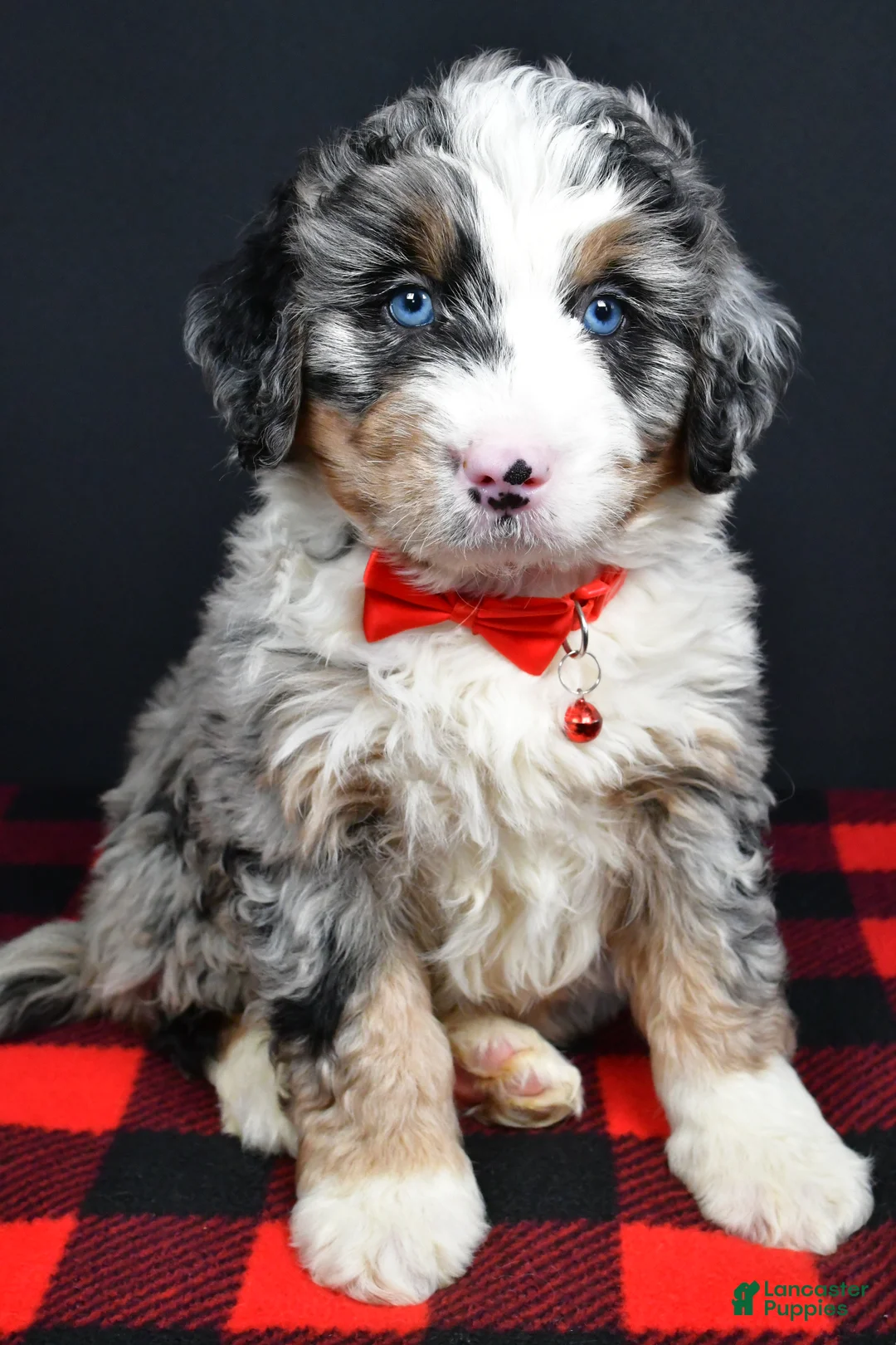 Mini Bernedoodle dogs for sale: Bobby - Ad 4