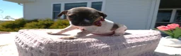 Jack Russell Terrier dogs for sale: Jack Russell Terrier Puppy 3 Sandy - Ad 4