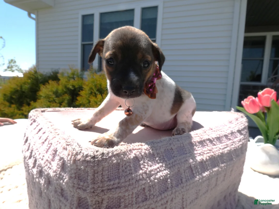 Jack Russell Terrier dogs for sale: Jack Russell Terrier Puppy 3 Sandy - Ad 2