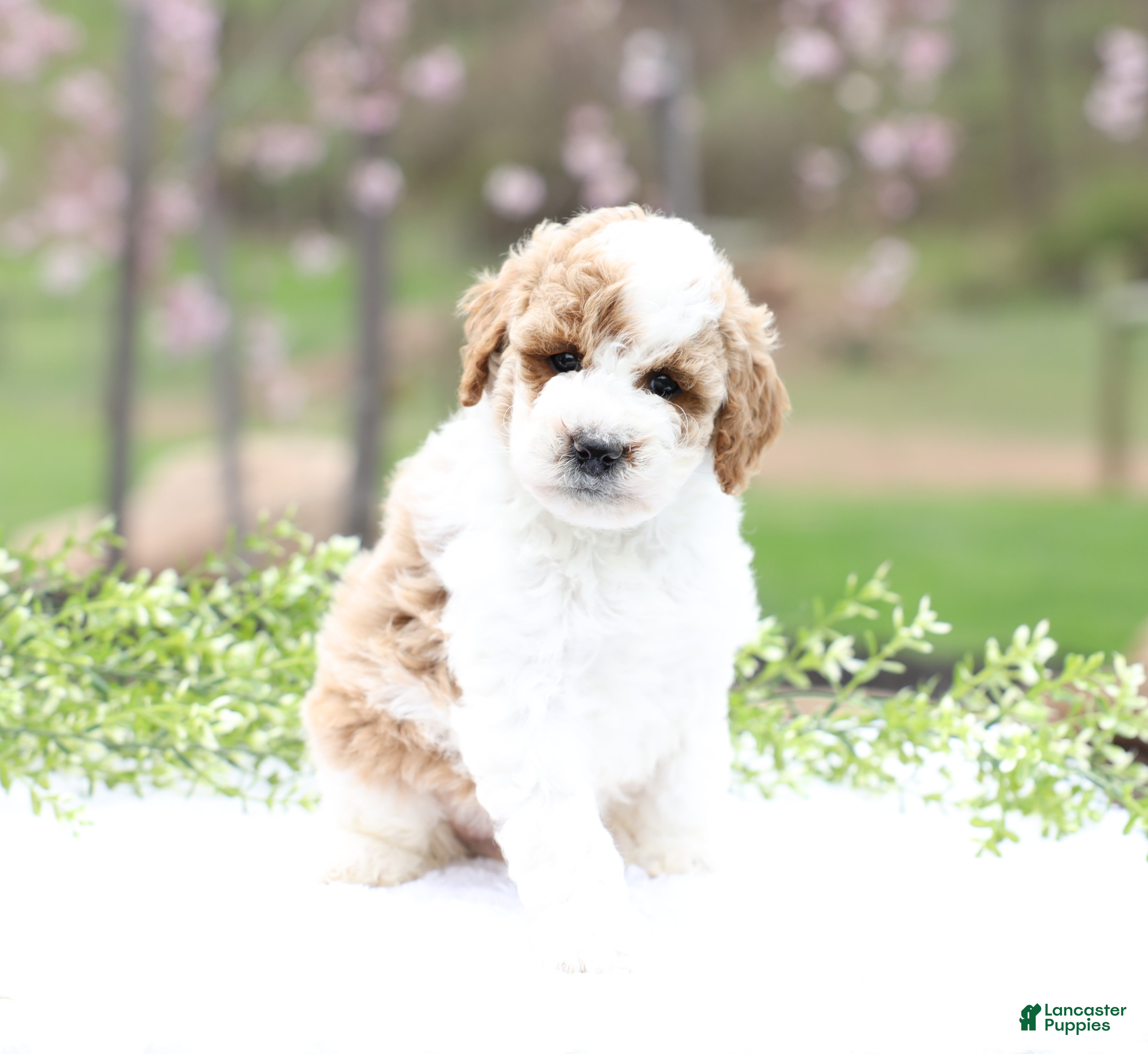 Mini Goldendoodle dogs for sale: Cindy - Ad 1