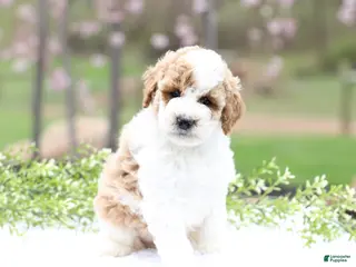 Mini Goldendoodle dogs Cindy - Ad 3