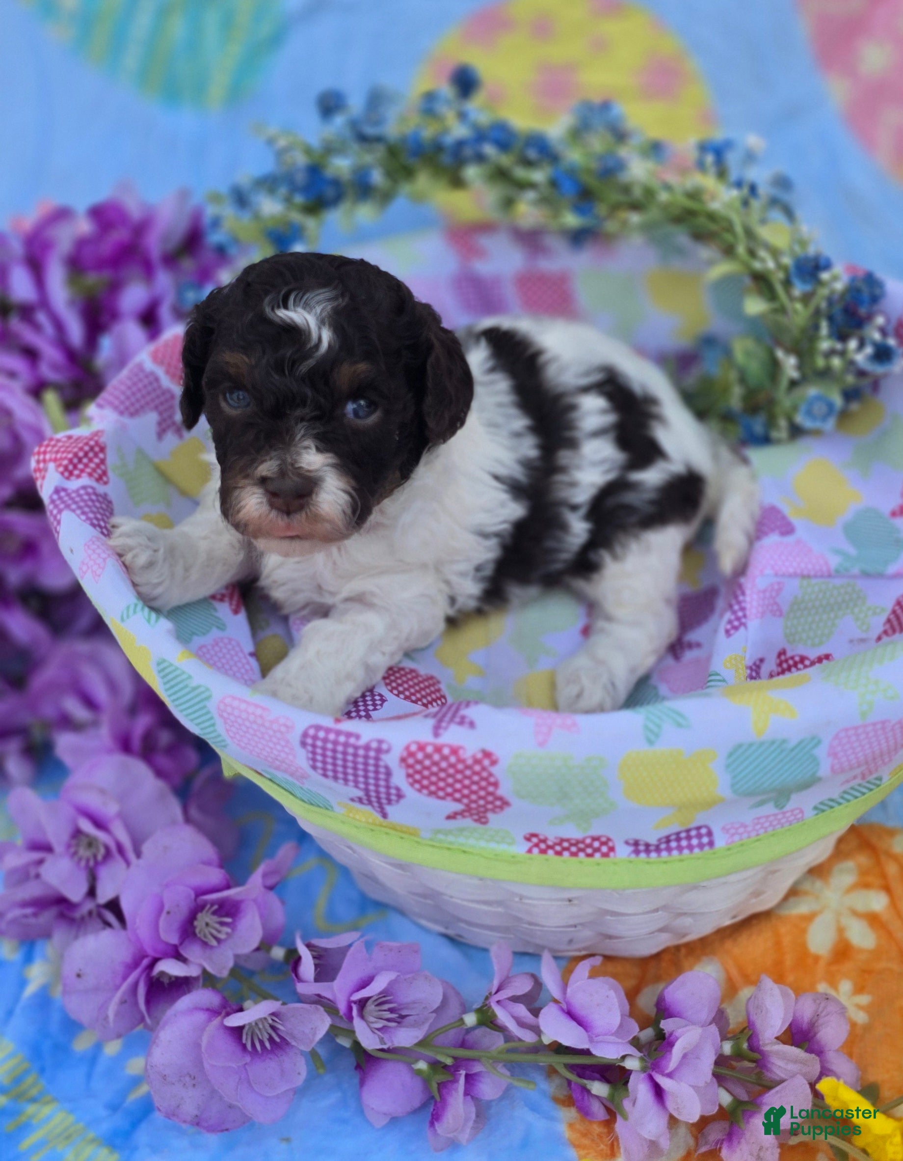 Havapoo dogs Biscotti  - Ad 18