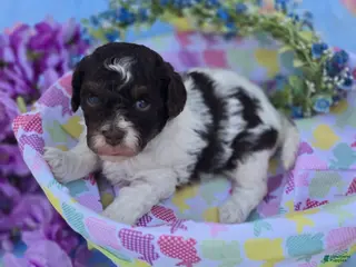 Havapoo dogs Biscotti - Ad 36