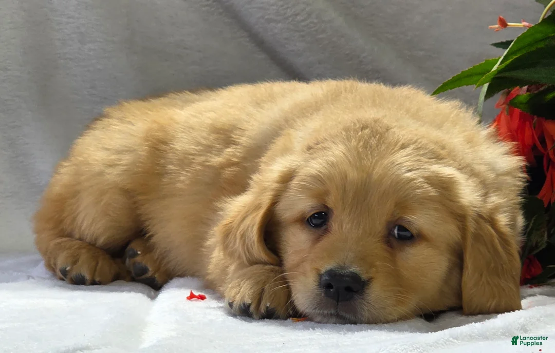 Golden Retriever dogs for sale: Romeo - Ad 8