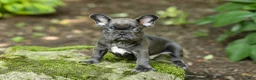 French Bulldog dogs for sale: Easton - Ad 10