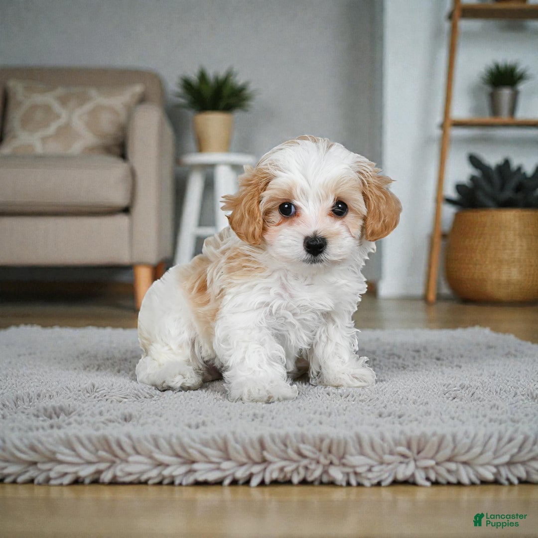 Maltipoo dogs for sale: milo - Ad 2
