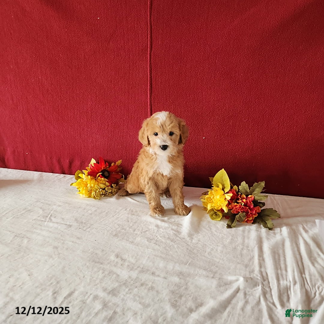 Mini Goldendoodle dogs for sale: Ryan - Ad 4