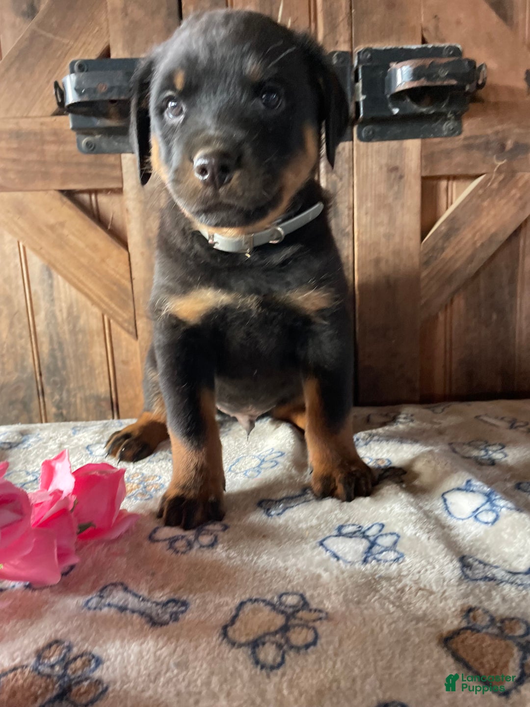 Rottweiler dogs for sale: Axel - Ad 2