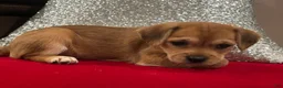 Mixed Breed dogs for sale: Mixed Breed 1 - Ad 2