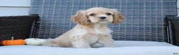Cocker Spaniel dogs for sale: Flame - Ad 3
