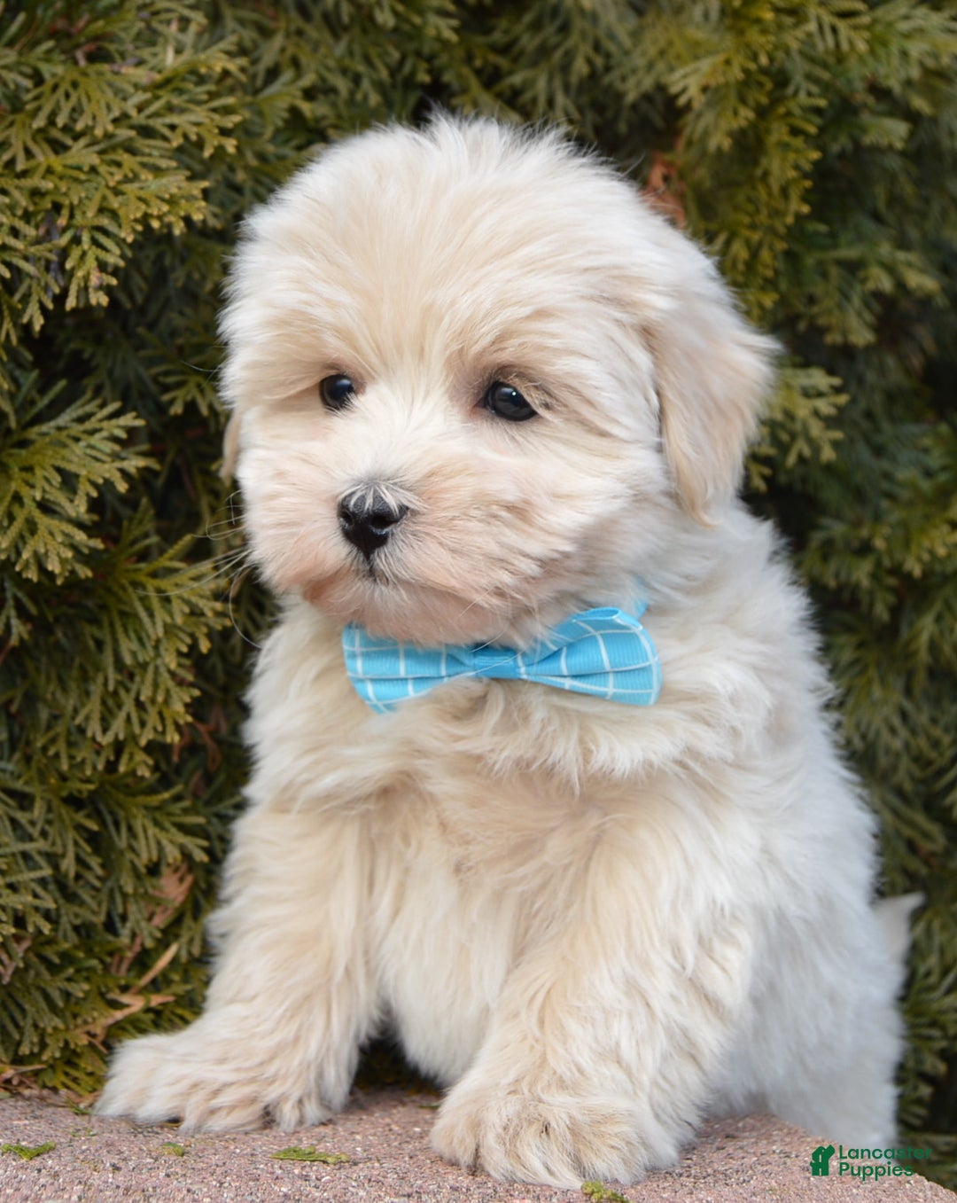 Maltipoo dogs for sale: Max - Ad 12
