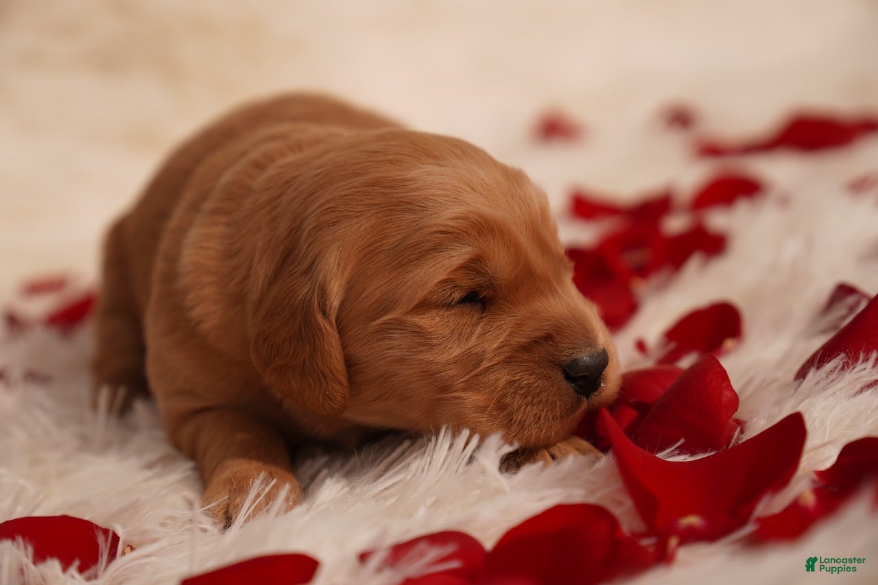 Golden Retriever dogs Tom - AKC, Genetically Clear - Ad 9