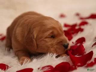 Golden Retriever dogs Tom - AKC, Genetically Clear - Ad 9