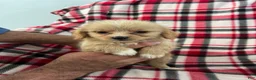 Shihpoo dogs for sale: Kevin Boy-Shihpoo 2 - Ad 6