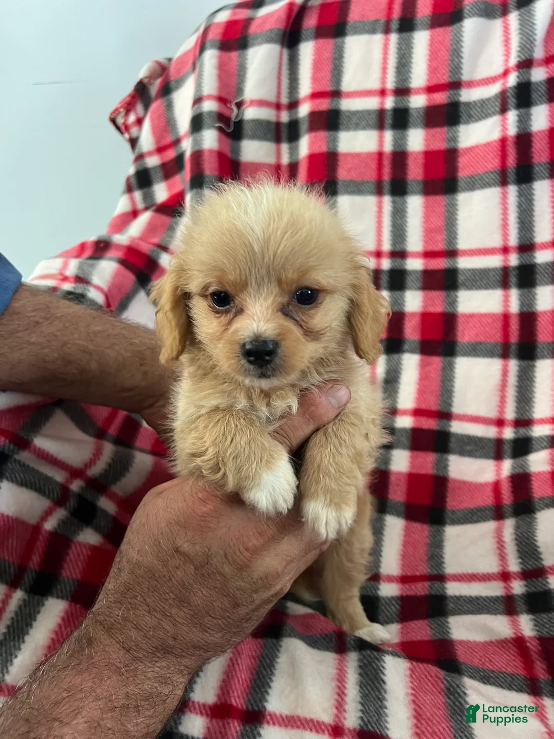 Shihpoo dogs for sale: Kevin Boy-Shihpoo 2 - Ad 6