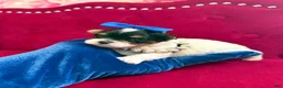 Morkie dogs for sale: Benz  - Ad 3