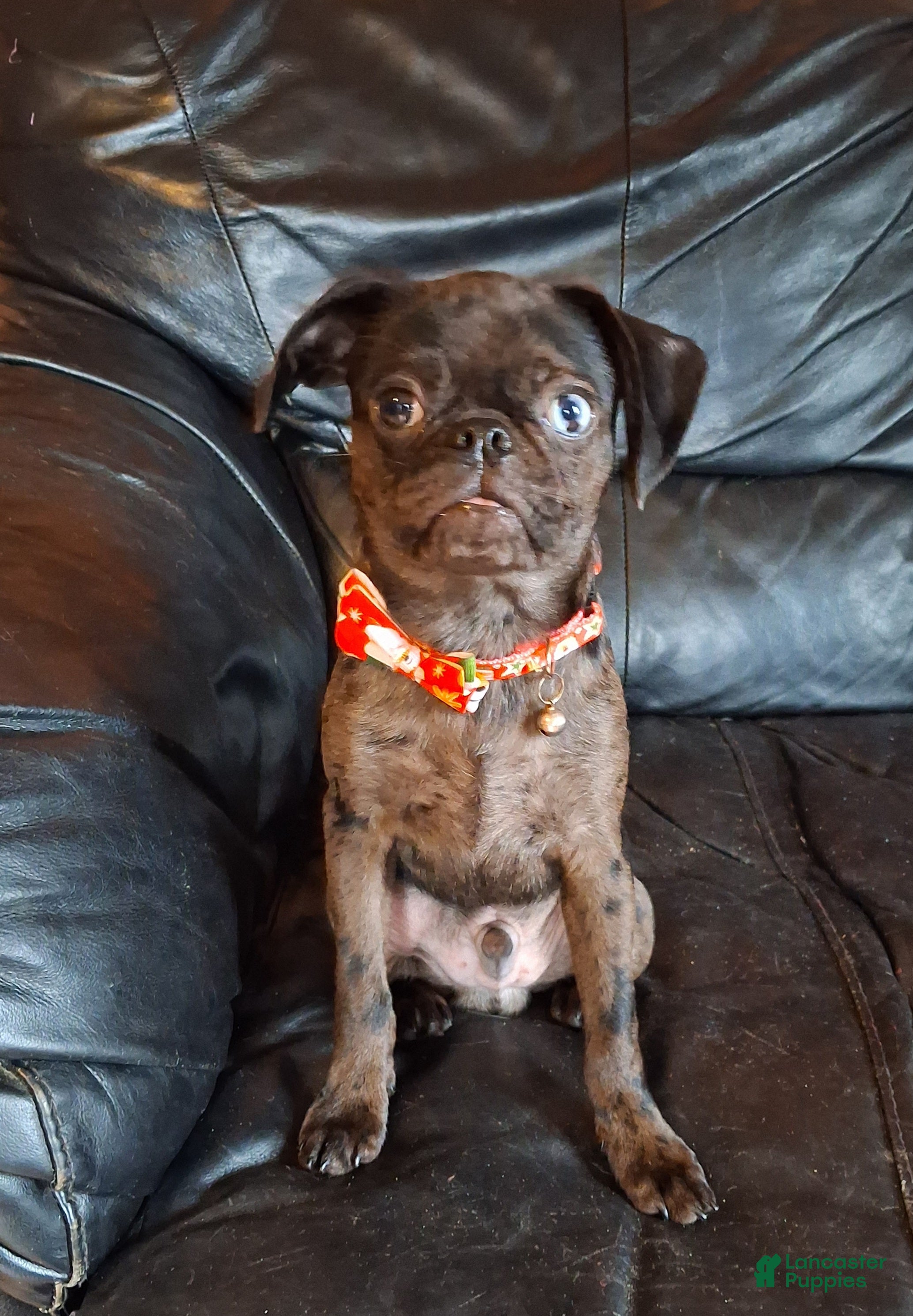 Mixed Breed dogs Freckles - Ad 4