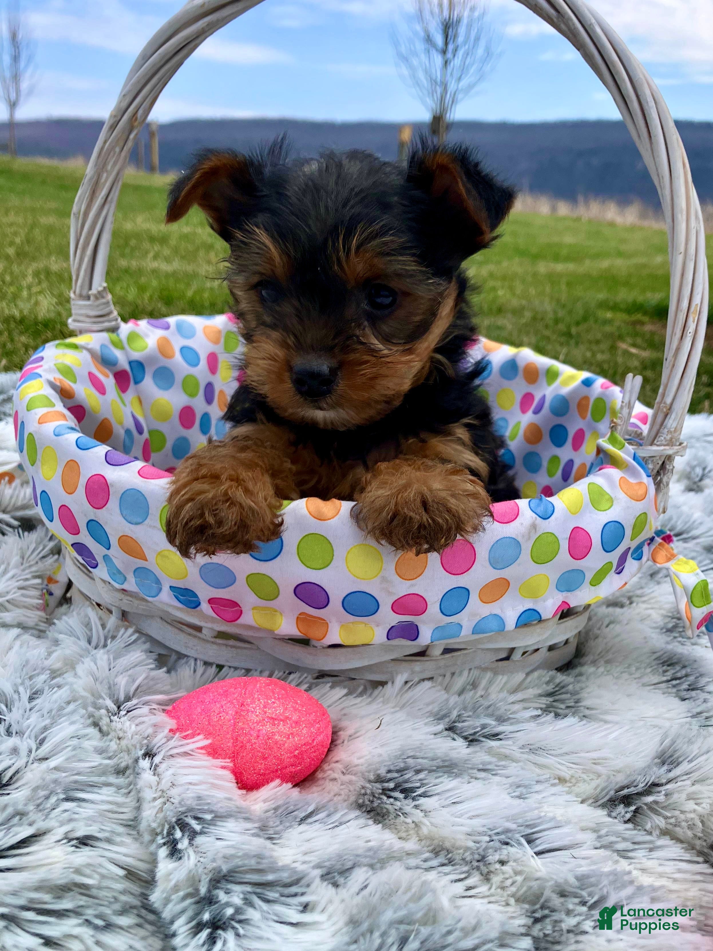 Yorkshire Terrier dogs Dexter - Ad 1