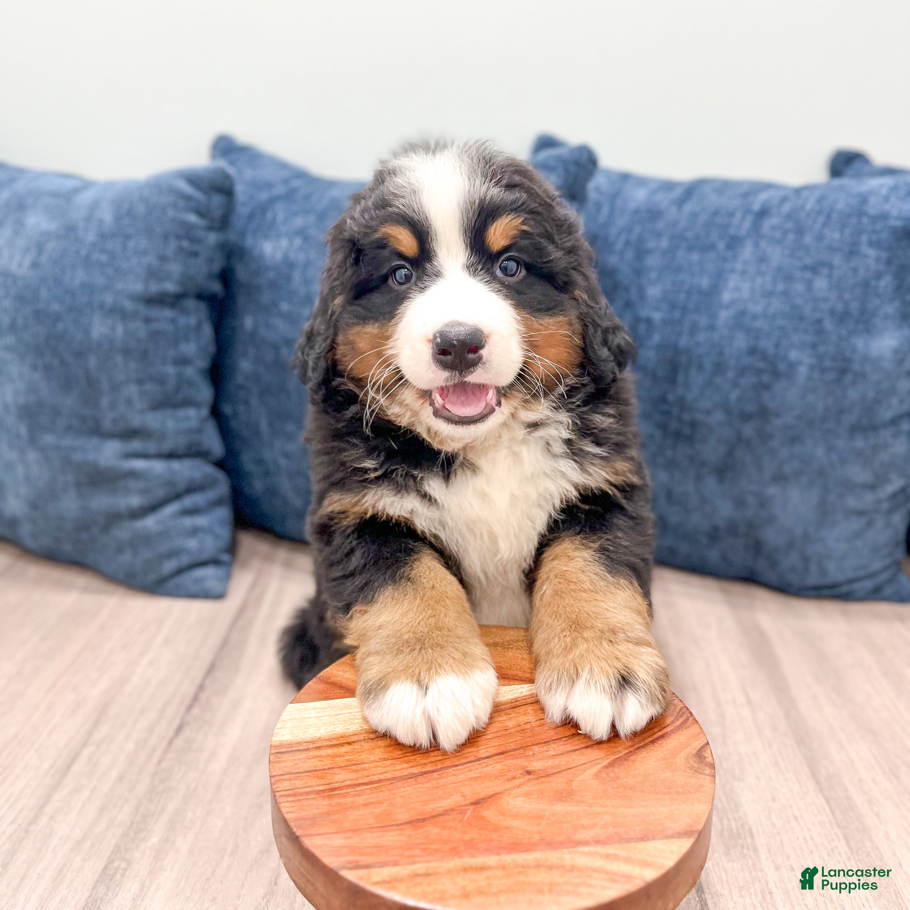 Bernese Mountain Dog dogs Maven - Ad 2