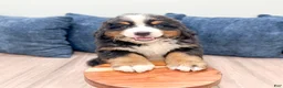 Bernese Mountain Dog dogs for sale: Maven - Ad 2
