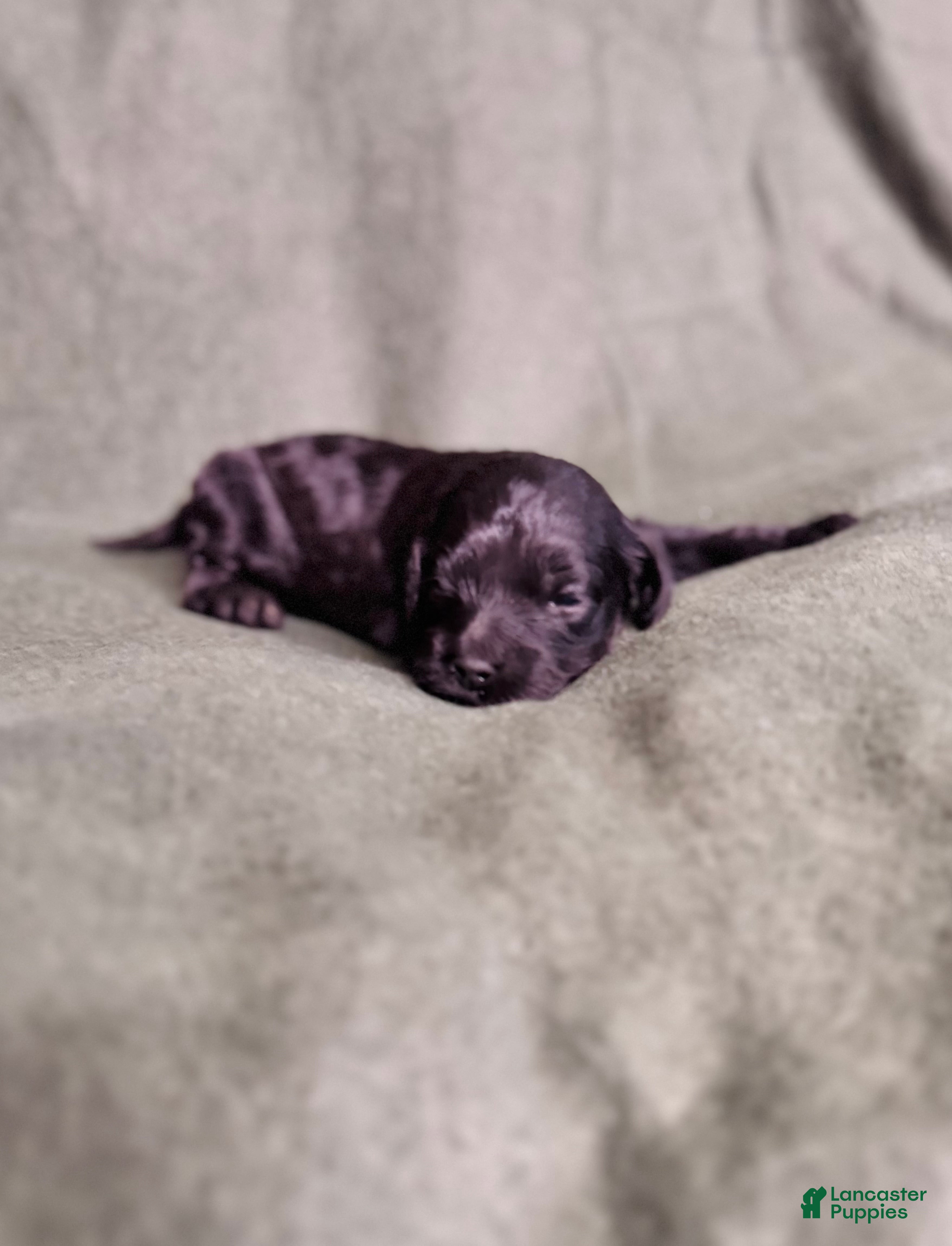 Cockapoo dogs Cockapoo Puppy 2 - Ad 42