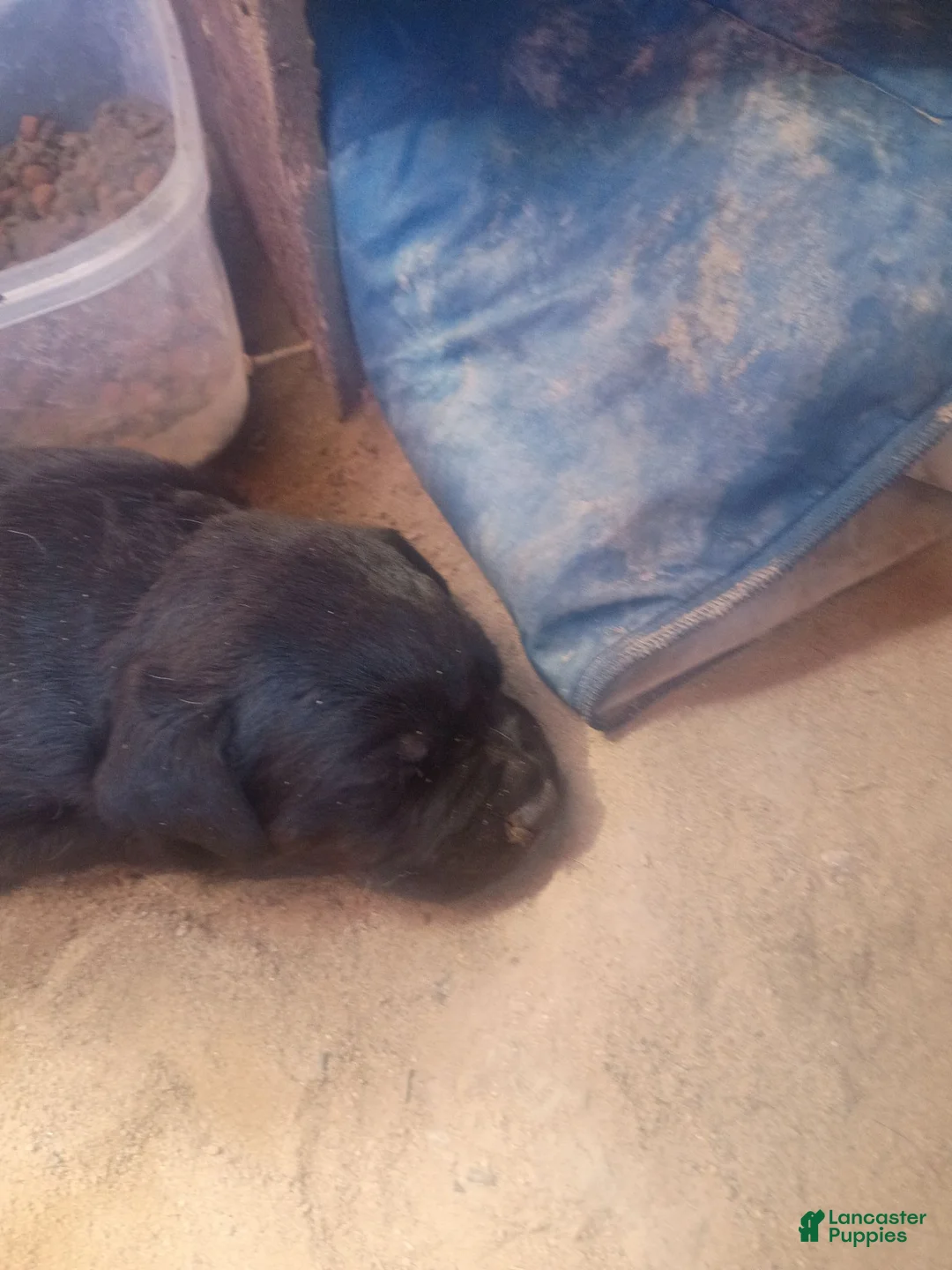Mixed Breed dogs for sale: Mixed Breed 3 - Ad 2