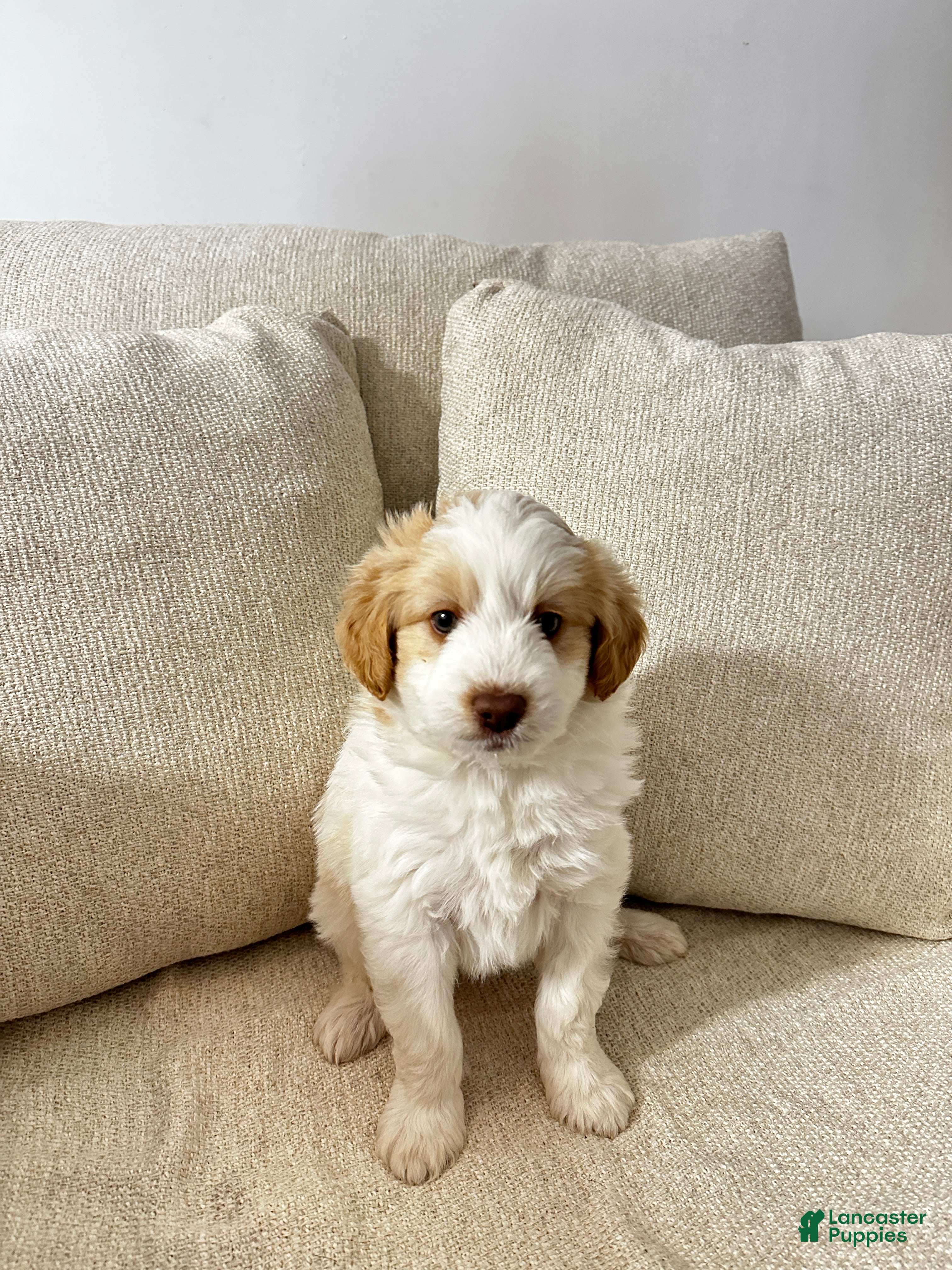 Mixed Breed dogs Dean - Ad 42