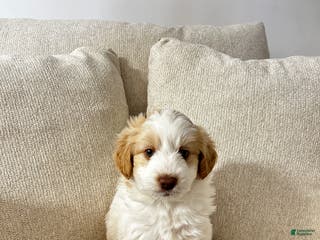 Mixed Breed dogs Dean - Ad 27