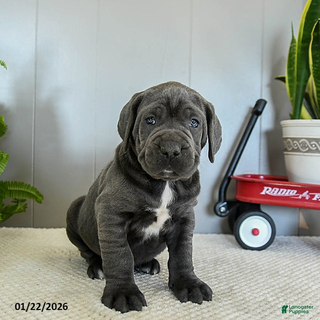 Cane Corso dogs for sale: Harper - Ad 4