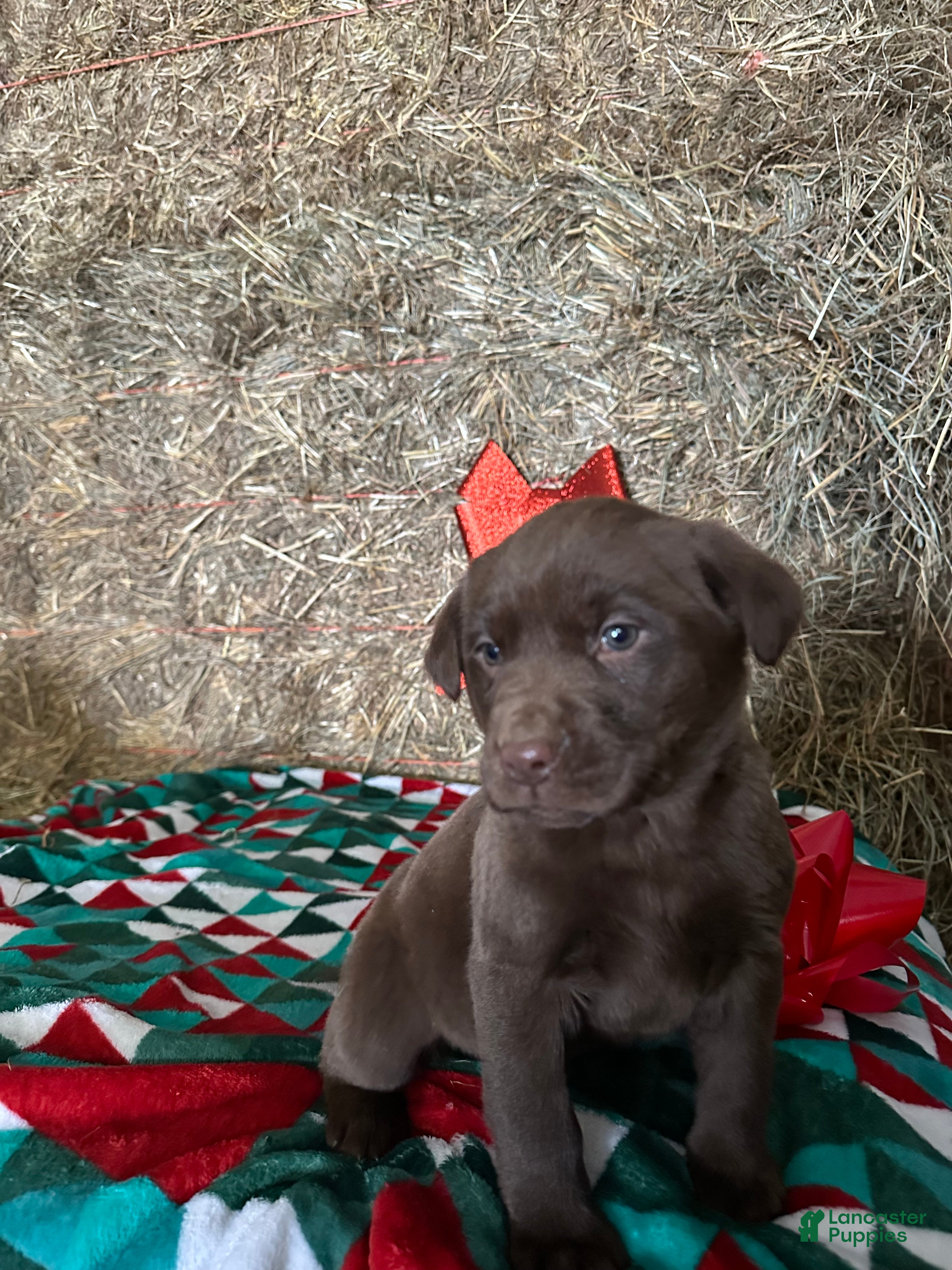 Labrador Retriever dogs Stocking - Ad 4