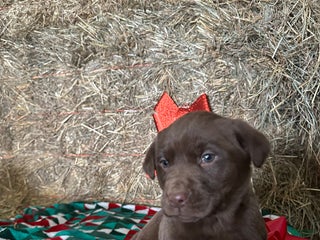 Labrador Retriever dogs Stocking - Ad 4