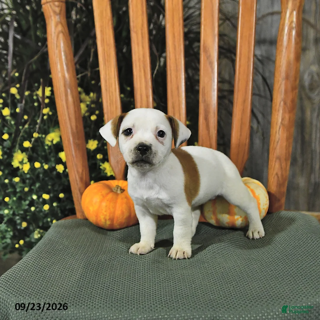 Jack Russell Terrier dogs for sale: Fawn - Ad 1