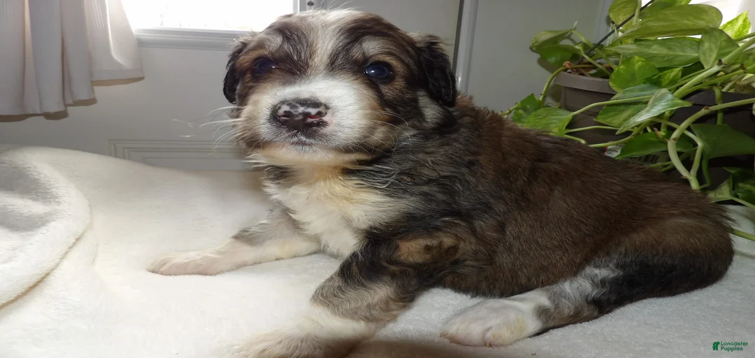 Gallery Image {{count}}